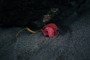 Photo visezi pe cineva care a murit