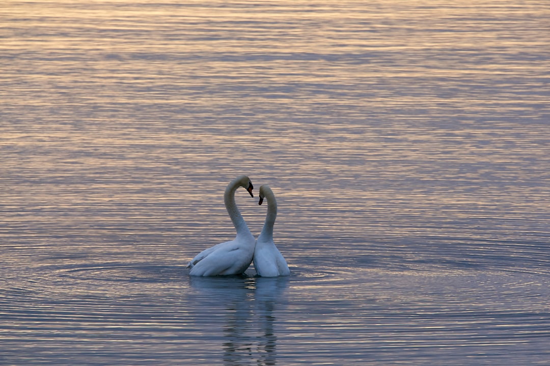 Photo Love