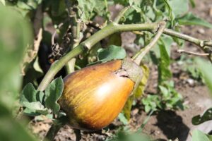 Photo community gardens