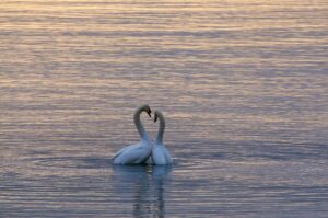 Photo Love