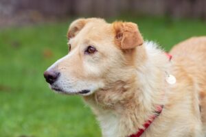 Photo animal shelters