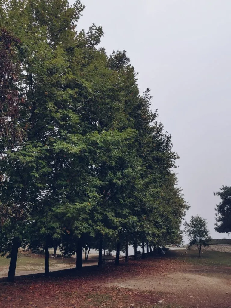 Scuar verde între blocuri de cartier, cu alei, bănci și arbori în culori de toamnă